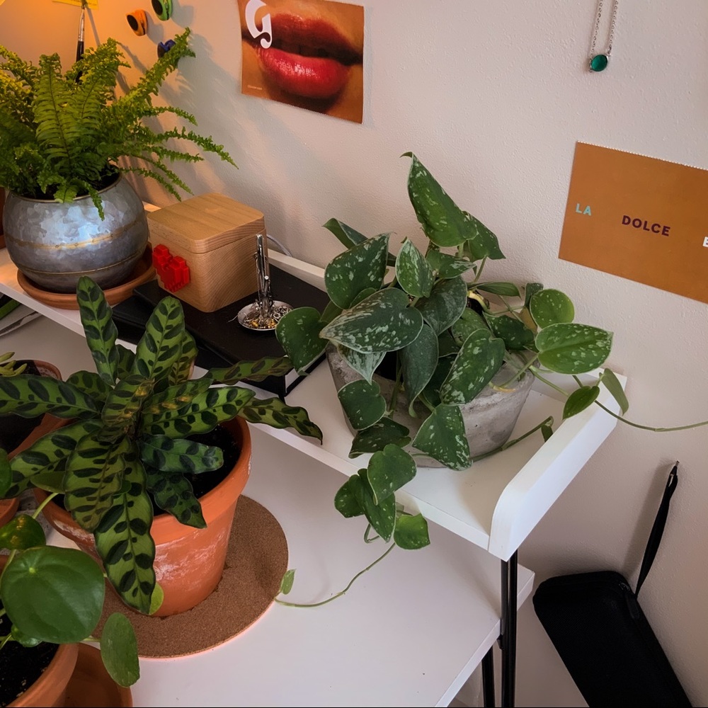 Handmande Concrete Planters